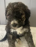 Broker, a male Goldendoodle and Miniature Bernedoodle for sale in Lake Stevens, WA – 1 of 1
