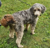 Lil Hat, a female Miniature Bernedoodle for sale in Lake Stevens, WA – 10 of 10