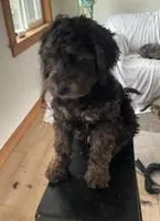 Buster, a male Bernedoodle for sale in Granite Falls, WA – Photo 2 of 5