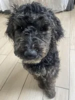 Buster, a male Bernedoodle for sale in Granite Falls, WA – Photo 3 of 5