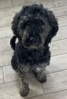 Buster, a male Bernedoodle for sale in Granite Falls, WA – Photo 4 of 5