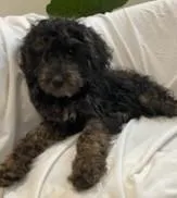 Buster – Bernedoodle puppy for sale in Granite Falls, WA