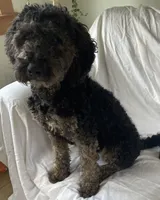 Buster, a male Bernedoodle for sale in Granite Falls, WA – Photo 5 of 5