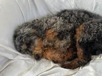 Chester Tri, a male Bernedoodle and Miniature Bernedoodle for sale in Lake Stevens, WA – 3 of 10