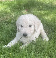 Belle, a female Goldendoodle for sale in Lake Stevens, WA – 1 of 5