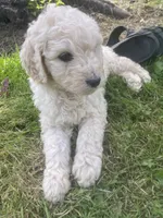 Belle, a female Goldendoodle for sale in Lake Stevens, WA – 3 of 5