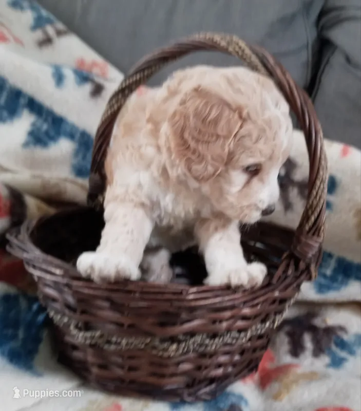 Pender – Goldendoodle, Miniature Bernedoodle puppy for sale in Lake Stevens, WA
