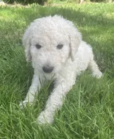 Belle, a female Goldendoodle for sale in Lake Stevens, WA – 2 of 5