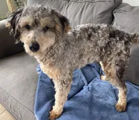 Chip, a male Miniature Bernedoodle for sale in Lake Stevens, WA – 4 of 6