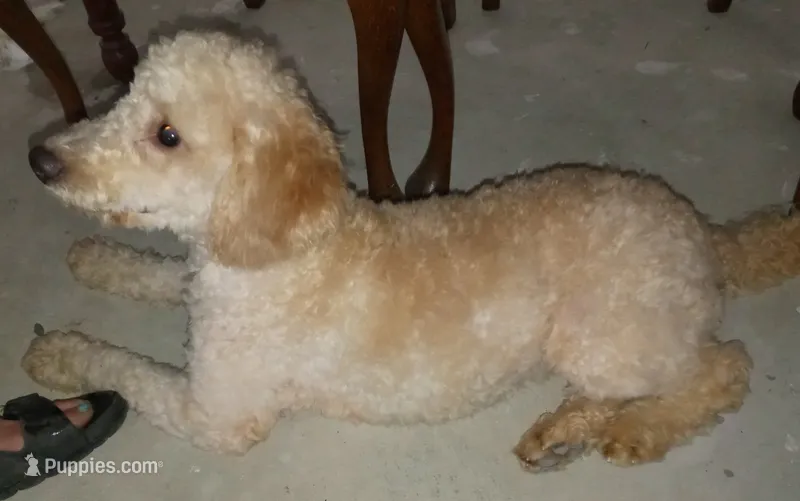 Missy – Miniature Bernedoodle, Miniature Goldendoodle puppy for sale in Lake Stevens, WA