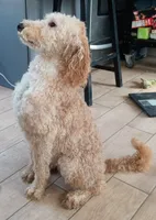 Hank, a male Miniature Bernedoodle for sale in Lake Stevens, WA – 6 of 6