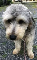 Chip, a male Miniature Bernedoodle for sale in Lake Stevens, WA – 4 of 10