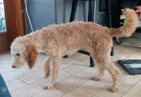 Hank, a male Bernedoodle and Miniature Bernedoodle for sale in Lake Stevens, WA – 4 of 6