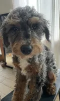 chester, a male Miniature Bernedoodle for sale in Lake Stevens, WA – 6 of 6