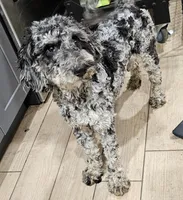 Star, a female Goldendoodle and Poodle - Miniature  for sale in Granite Falls, WA – Photo 2 of 4