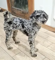 Star, a female Goldendoodle and Poodle - Miniature  for sale in Granite Falls, WA – Photo 3 of 4