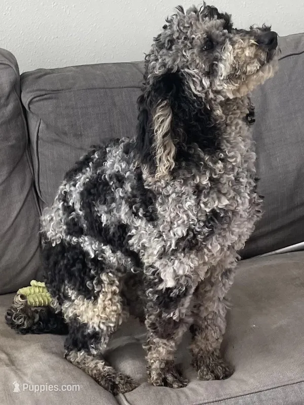 Star – Goldendoodle, Poodle - Miniature  puppy for sale in Granite Falls, WA