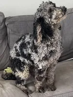 Star, a female Goldendoodle and Poodle - Miniature  for sale in Granite Falls, WA – Photo 1 of 4