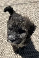 Jenet, a female Poodle - Standard  and Miniature Bernedoodle for sale in Lake Stevens, WA – 4 of 7