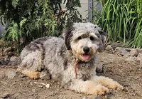Chip, a male Miniature Bernedoodle for sale in Lake Stevens, WA – 8 of 10