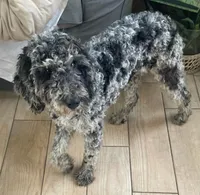 Tiffany, a female Goldendoodle and Poodle - Miniature  for sale in Lake Stevens, WA – 2 of 5