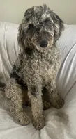 Star, a female Goldendoodle and Poodle - Miniature  for sale in Lake Stevens, WA – 2 of 3