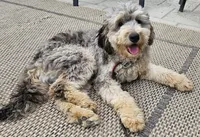 Chip, a male Miniature Bernedoodle for sale in Lake Stevens, WA – 6 of 10