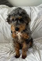 Chester Tri, a male Bernedoodle and Miniature Bernedoodle for sale in Lake Stevens, WA – 4 of 10