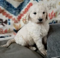 Tink, a female Goldendoodle and Poodle - Standard  for sale in Lake Stevens, WA – 1 of 9