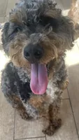 Chester Tri, a male Bernedoodle and Miniature Bernedoodle for sale in Lake Stevens, WA – 6 of 10