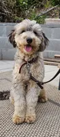 Chip, a male Miniature Bernedoodle for sale in Lake Stevens, WA – 2 of 10