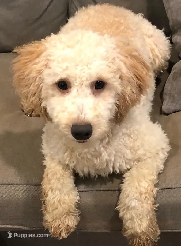Missy – Miniature Bernedoodle puppy for sale in Lake Stevens, WA
