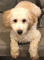 Missy, a female Miniature Bernedoodle for sale in Lake Stevens, WA – 1 of 10
