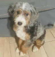 Harriet-2, a female Bernedoodle and Miniature Bernedoodle for sale in Lake Stevens, WA – 5 of 7