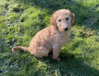 Hank, a male Miniature Bernedoodle for sale in Lake Stevens, WA – 4 of 6