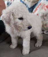 Tink, a female Goldendoodle and Poodle - Standard  for sale in Lake Stevens, WA – 6 of 9