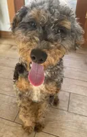 Chester, a male Poodle - Standard  and Miniature Bernedoodle for sale in Lake Stevens, WA – 4 of 4