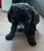 jugger, a male Goldendoodle and Miniature Bernedoodle for sale in Lake Stevens, WA – 2 of 3