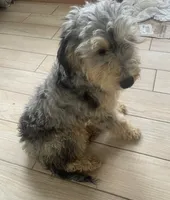 Chip, a male Miniature Bernedoodle for sale in Lake Stevens, WA – 3 of 6