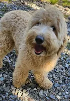 Clara Love, a female Miniature Bernedoodle for sale in Granite Falls, WA – Photo 6 of 7