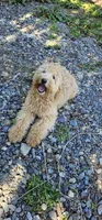 Clara Love, a female Miniature Bernedoodle for sale in Granite Falls, WA – Photo 3 of 7