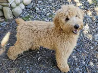 Clara Love, a female Miniature Bernedoodle for sale in Granite Falls, WA – Photo 2 of 7