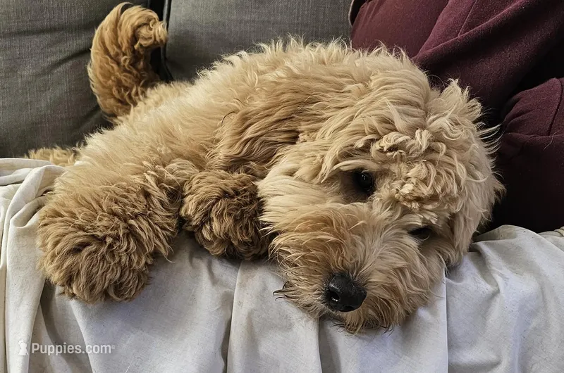 Clara Love – Miniature Bernedoodle puppy for sale in Granite Falls, WA