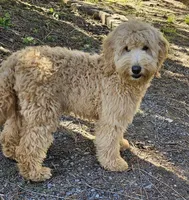 Clara Love, a female Miniature Bernedoodle for sale in Granite Falls, WA – Photo 5 of 7