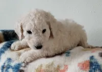 Tink, a female Goldendoodle and Poodle - Standard  for sale in Lake Stevens, WA – 8 of 9
