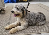 Chip, a male Miniature Bernedoodle for sale in Lake Stevens, WA – 5 of 10