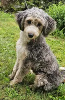 Chip, a male Miniature Bernedoodle for sale in Lake Stevens, WA – 10 of 10