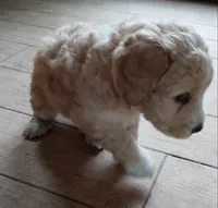 Pender, a male Goldendoodle and Miniature Bernedoodle for sale in Lake Stevens, WA – 5 of 7