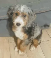 Lil Miss, a female Miniature Bernedoodle for sale in Lake Stevens, WA – 3 of 5