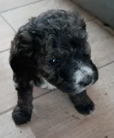 jugger, a male Goldendoodle and Miniature Bernedoodle for sale in Lake Stevens, WA – 3 of 3